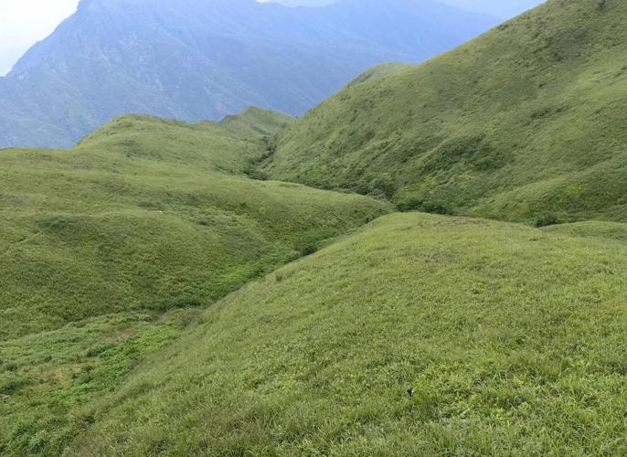 武功山有大量臭屁虫,武功山有大量臭屁虫的地方