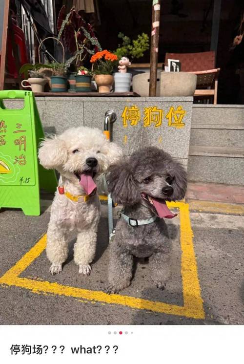 衡阳一停狗位走红,衡阳哪里有大型狗市